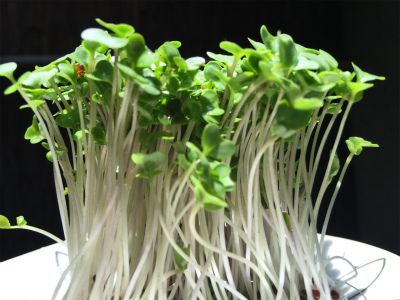 broccoli-sprout_4251