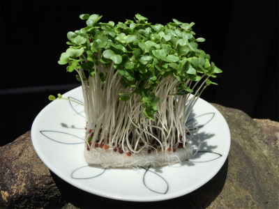 broccoli-sprout_4255