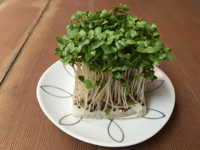 broccoli-sprout_4256