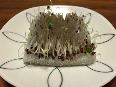 broccoli-sprout_4264