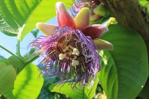 パッションフルーツの花