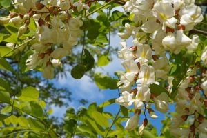 ニセアカシアの花