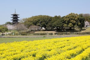 菜の花畑のある日本の風景