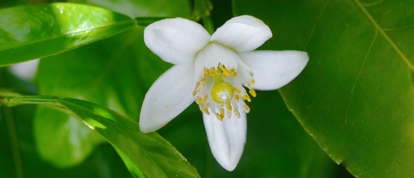 5月に咲く白い花を咲かせるみかん
