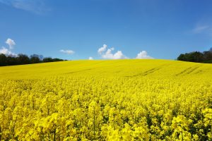 広大な菜の花畑