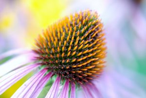 エキナセアの可憐な花