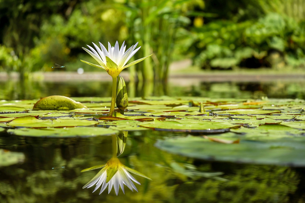 スイレンの花