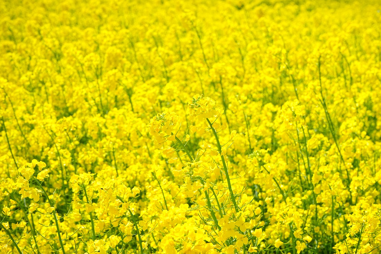 菜の花（菜ばな／なばな）の特徴とおすすめレシピ、食品成分表