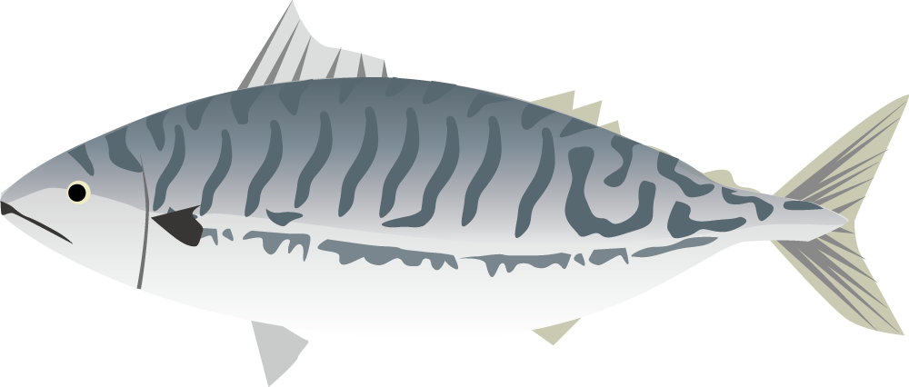 大西洋鯖（ノルウェーサバ）の栄養とおすすめレシピ、食品成分表
