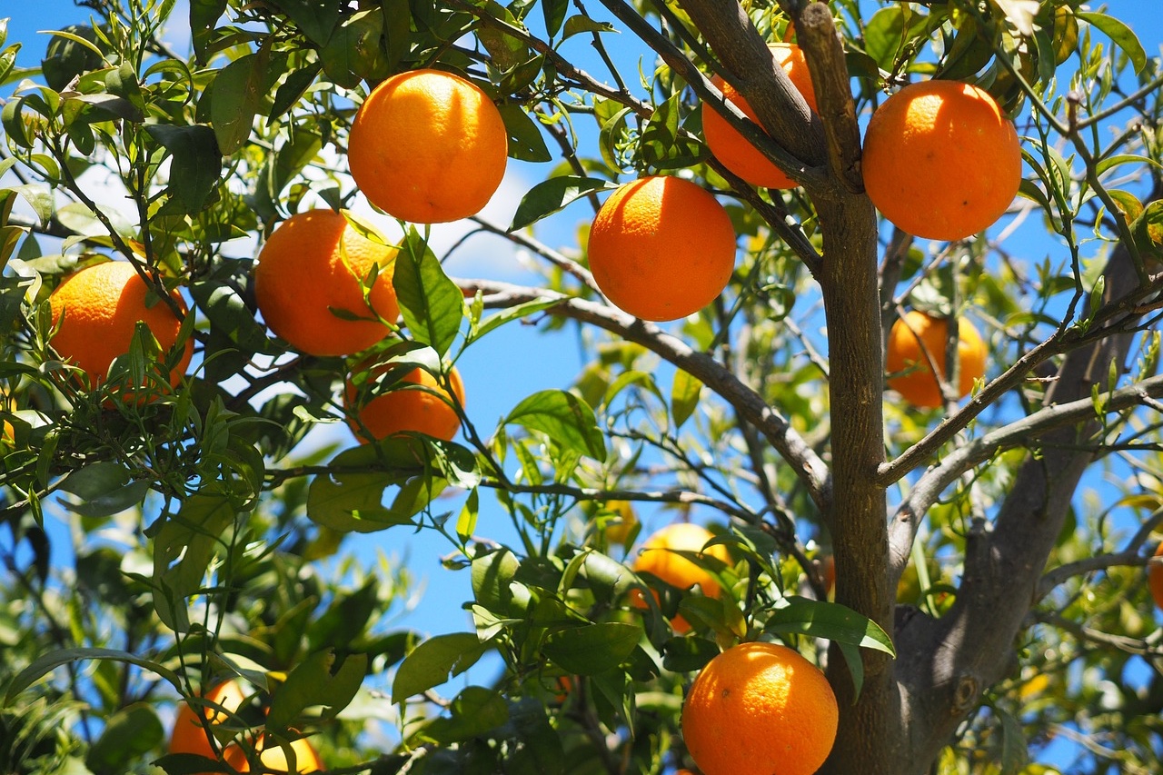 オレンジはちみつの特徴と効能、おすすめオレンジはちみつ５種