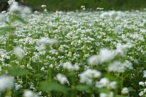 蕎麦の白い花