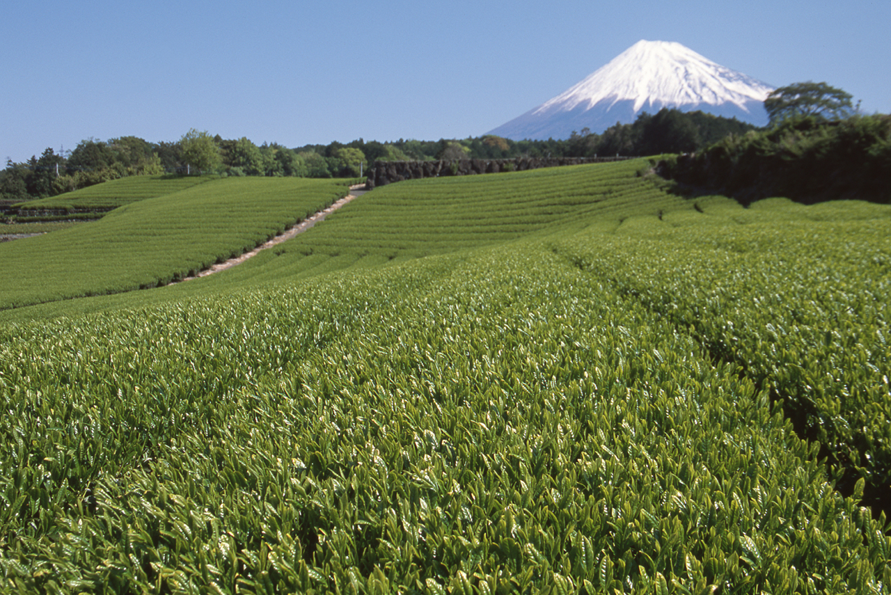 茶畑と富士山