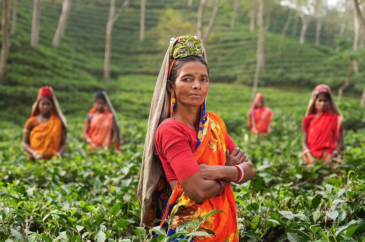 インド　お茶